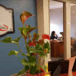 The new IQ Inc office